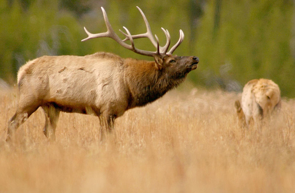 Crazy Large Herd Of Elk Here In Montana
