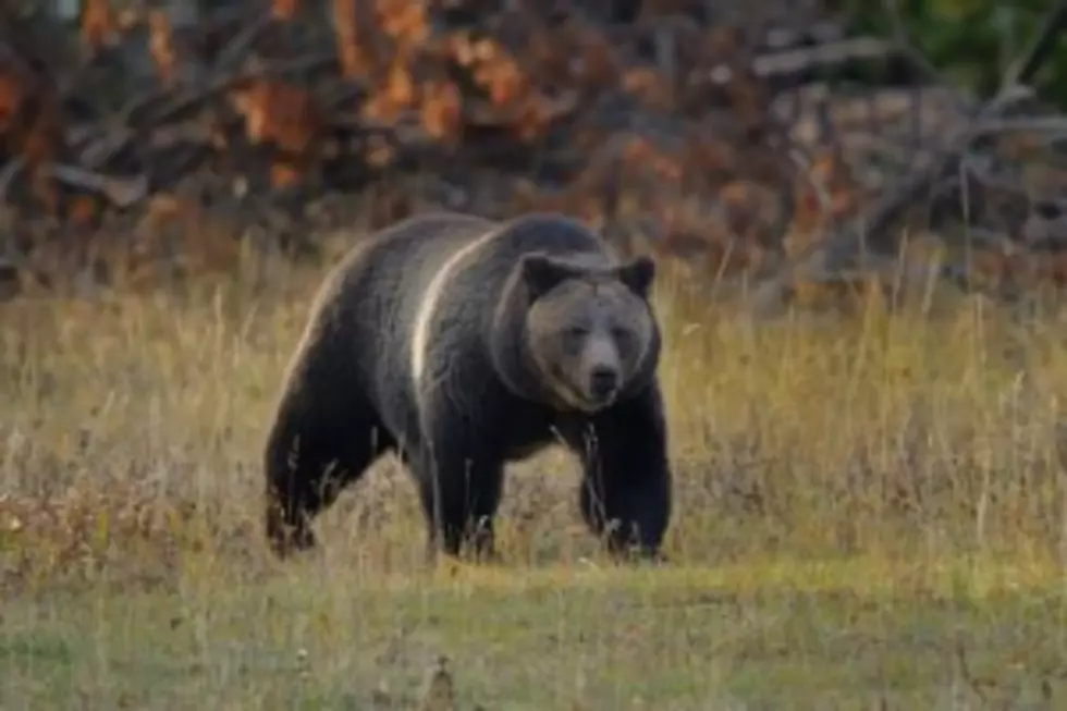 First Grizzly Out of Hibernation in Montana