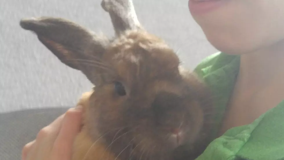 Thumper Needs a Furever Home [Video]