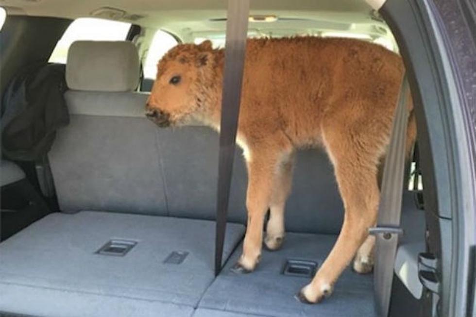 Newborn Bison Dies After Yellowstone Tourists Put It in Their Car
