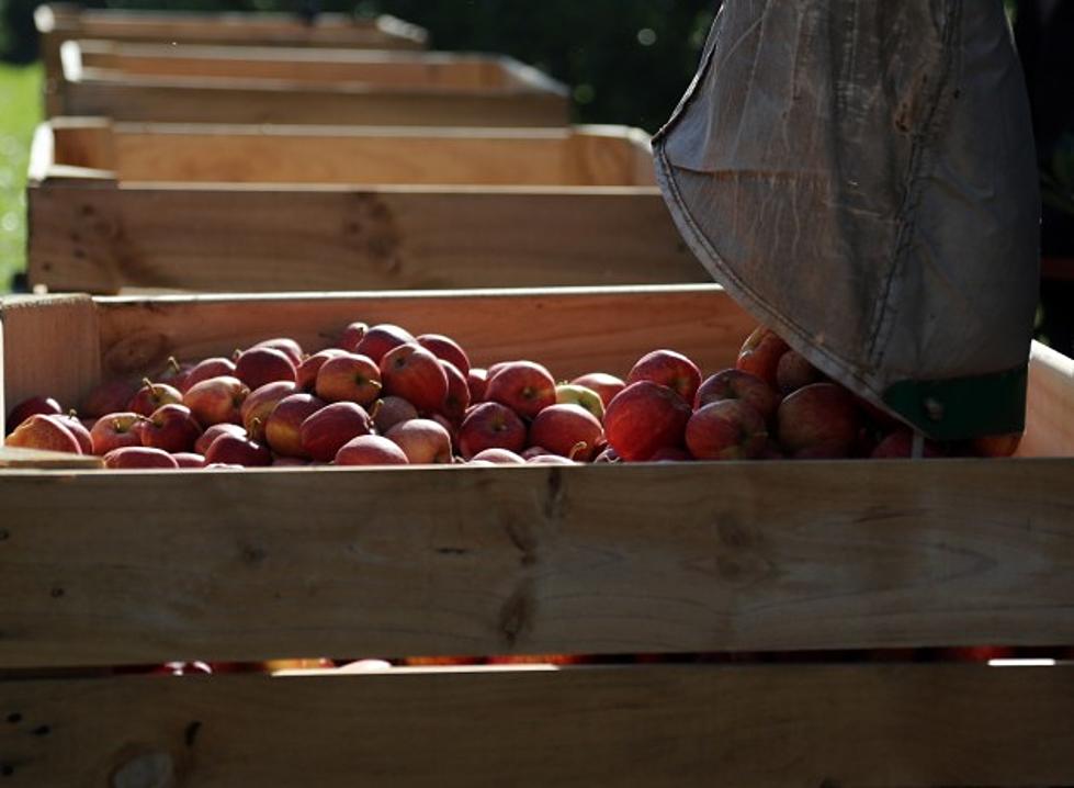 The Closest U-Pick Apple Orchards To Billings