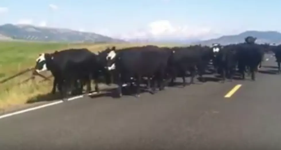 Montana Traffic Jams Come In All Shapes and Sizes [Video]