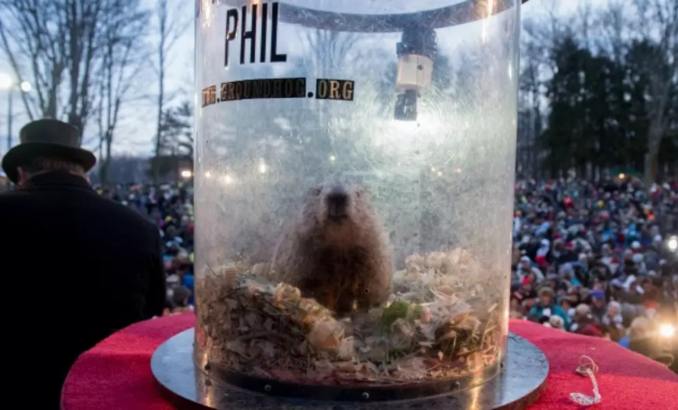 If Billings Had A Groundhog What Would It Be Named?