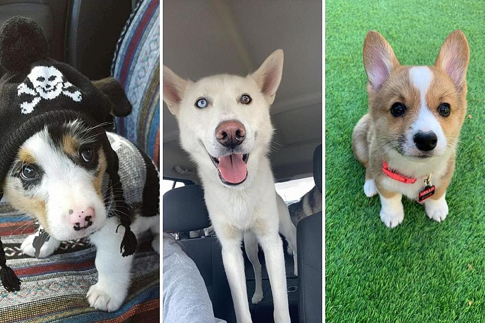 Billings, Here Are The 20 Cutest Puppy Photos Submitted By You