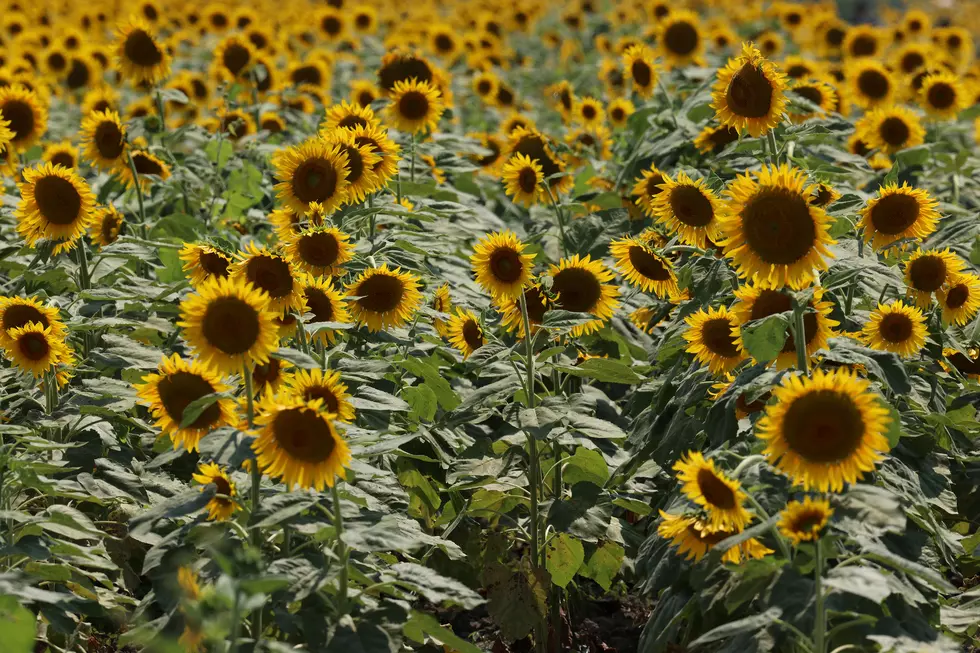 Billings Local to Bring Beautiful Sunflowers to the Magic City