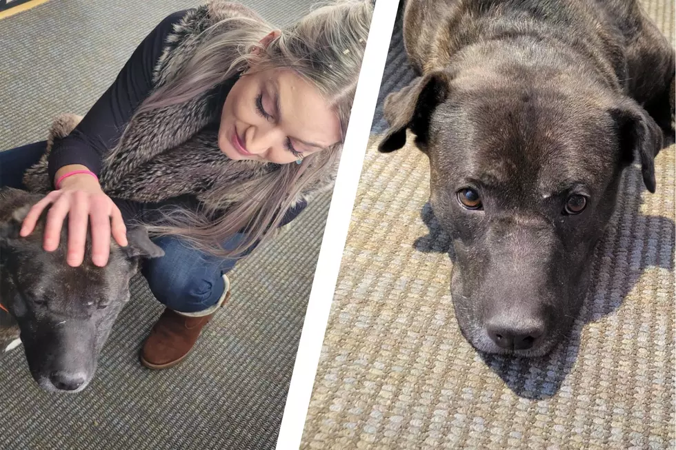 We Absolutely Love Lucy the Pitbull Mix, and Billings Will Too