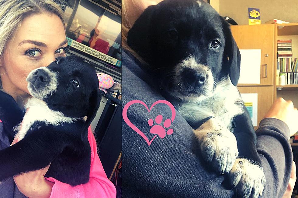 Suzie the Cutie Stole Our Hearts and She Will Steal Yours Too