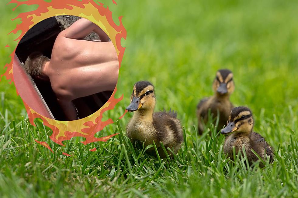 WATCH: Shirtless Billings Guy Rescues Ducklings While on a Run