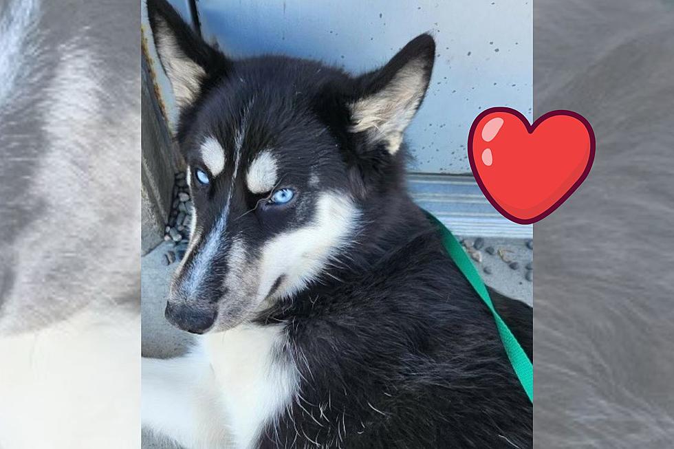 Love Husky's? 'Icy Hot' is Billings' Featured Adoptable Dog 