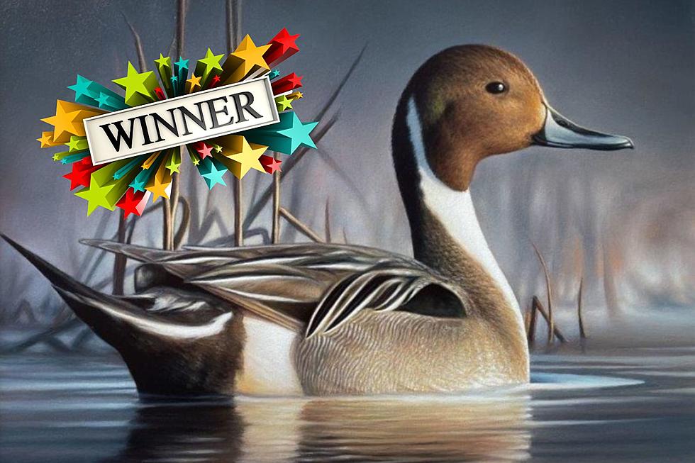 Montanan Wins Prestigious 2023 Federal Duck Stamp Competition