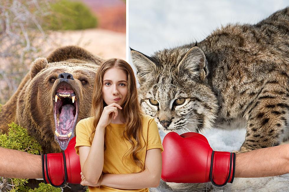 Cat versus Griz: One of These Wild Creatures Would Easily Win a Fight