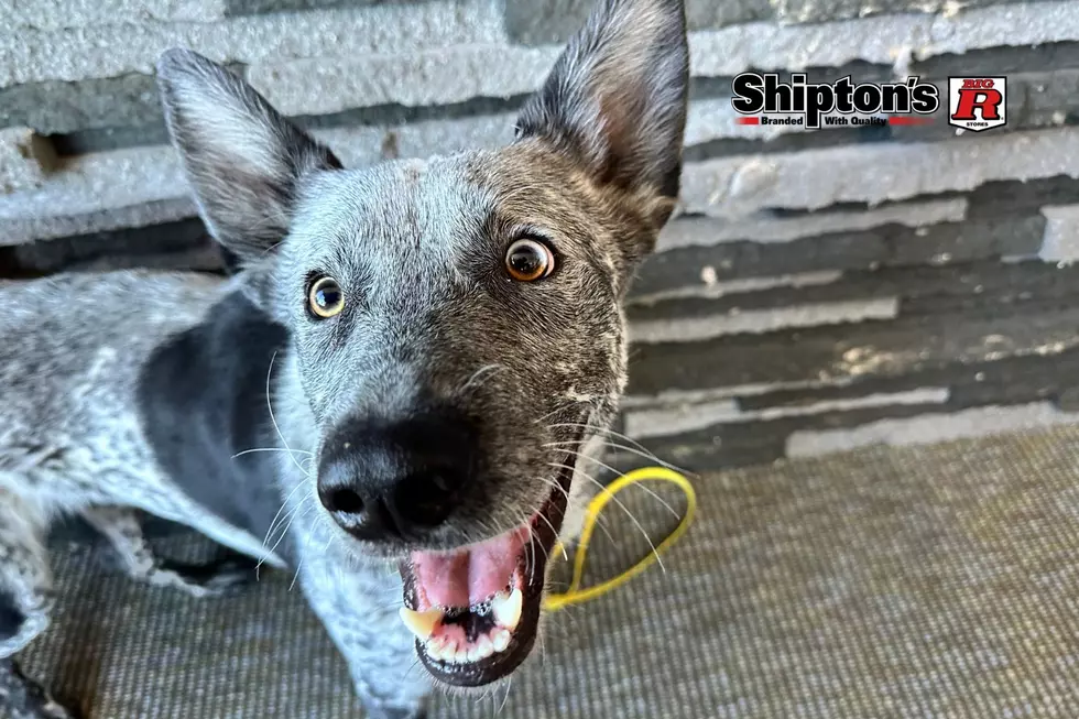 ADOPT: This Fun Loving Heeler Mix Will Steal Your Heart in Billings