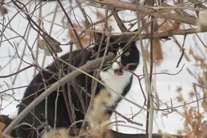 Feral Cats in the Billings Area: What Can You Do?