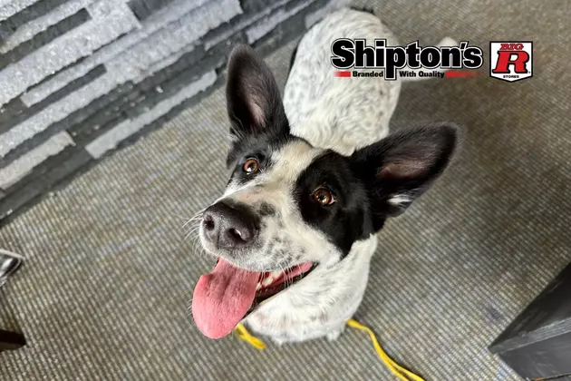 Stella is a Sweetheart. Meet Billings&#8217; Featured Adoptable Dog