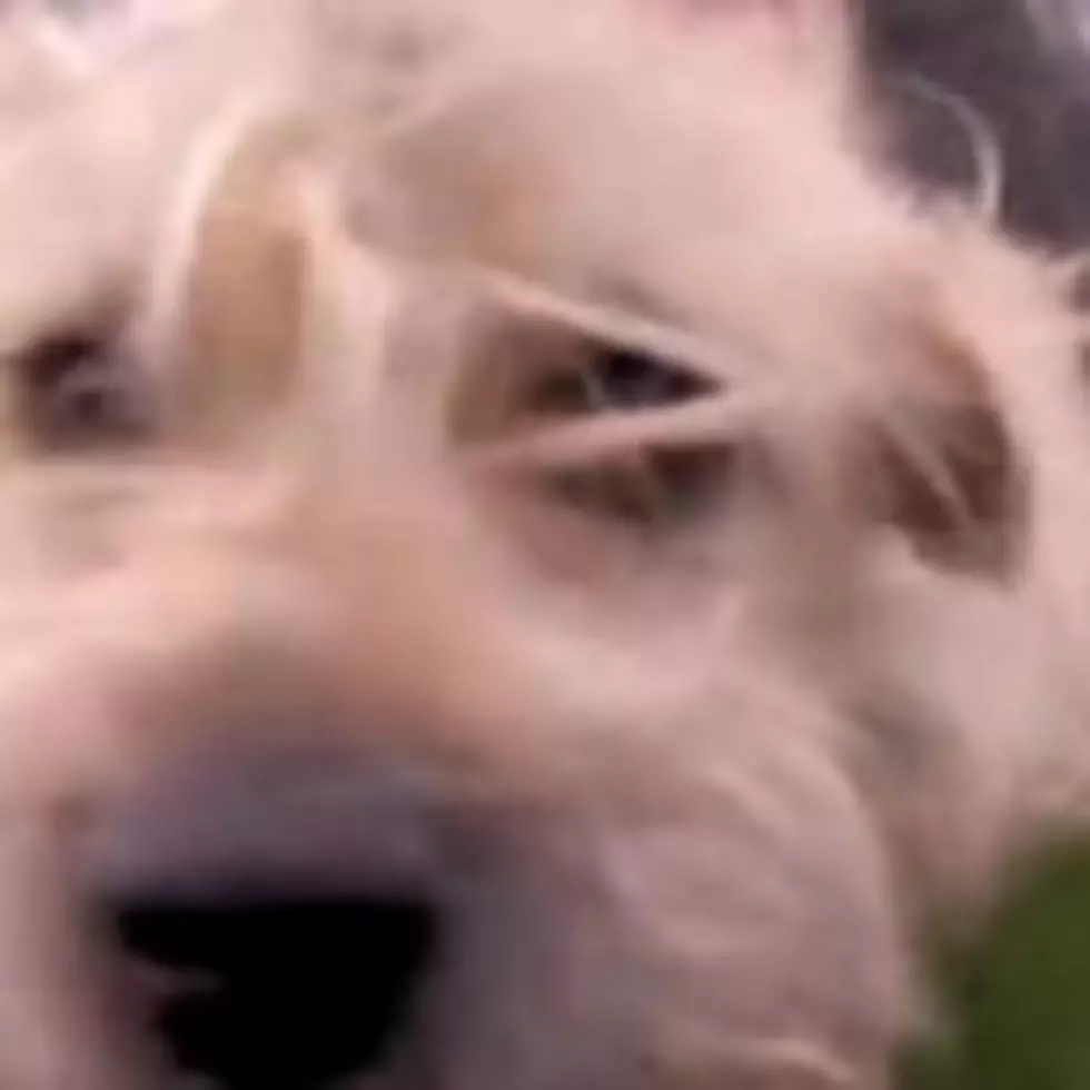 A Dog Blown Away by a Tornado Walks Home 23 Days Later on Two Broken Legs [VIDEO]