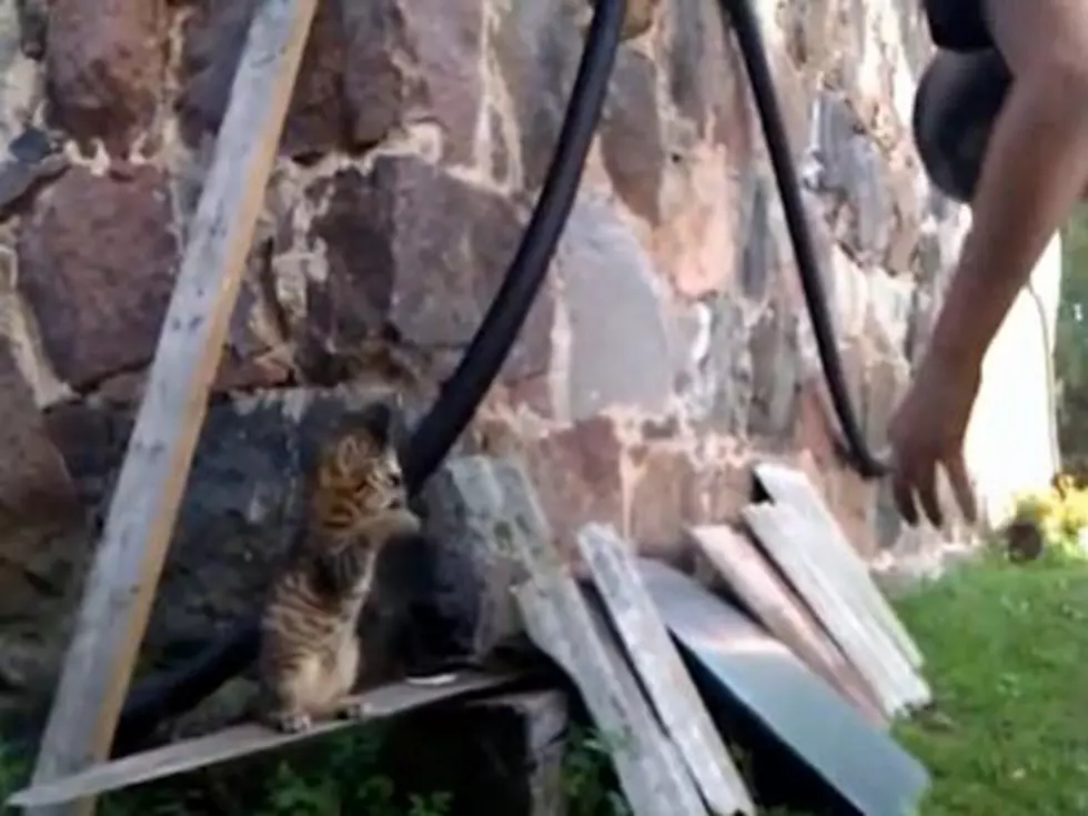 Basketball-Playing Cat Can Really D It Up [VIDEO]