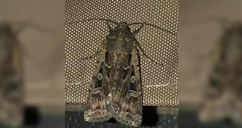 El Paso's Moth Invasion - Here's What You Can Do About Them