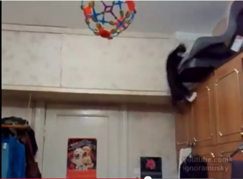 Hilarious Daredevil Cats [VIDEO]
