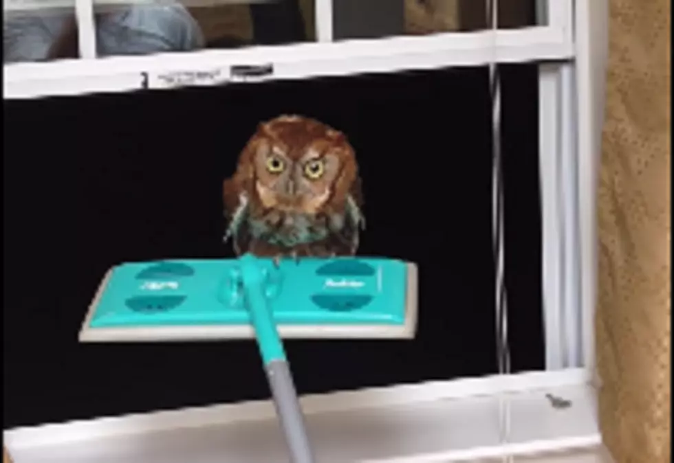 Man Removes Owl From House Using A Swiffer, Becomes &#8216;Owl Whisperer&#8217;