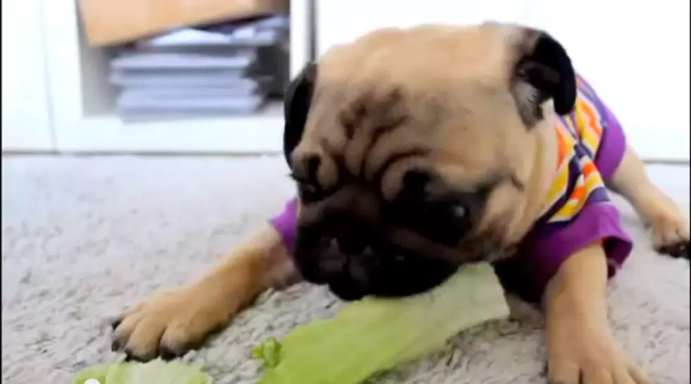 Watch This Adorable Pug Puppy Munch On Lettuce