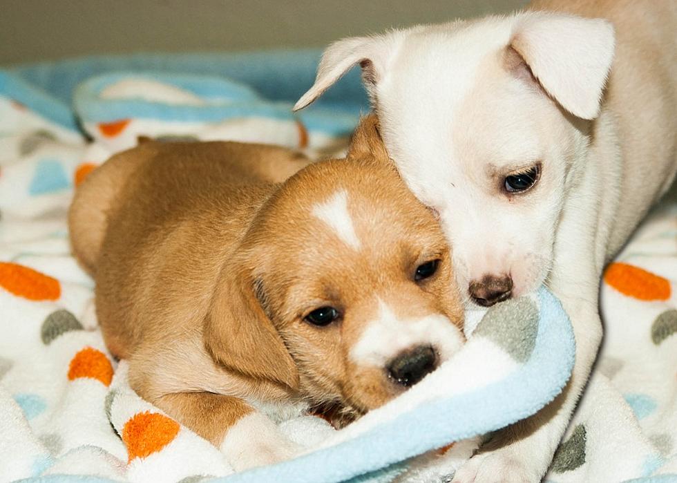 Donate Your Blankets To The Shelter Pets At El Paso Animal Services