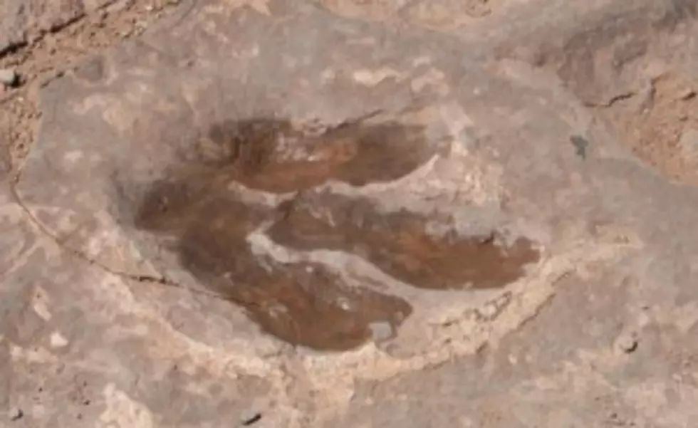 Experience Real Dinosaur Footprints And Fossils In El Paso