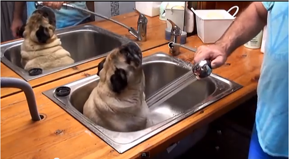 This Adorable Pug Loves Bath Time!