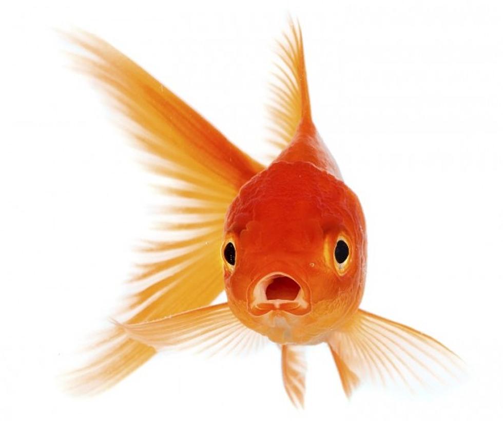 How Much Would You Pay to Save Your Goldfish? This Man Spent Nearly $500!