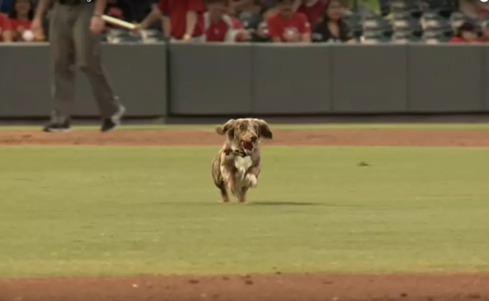 Adorable Runaway Wiener Dog Thrills El Paso Baseball Fans