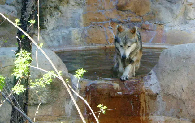 El Paso Zoo Welcomes Mexican Gray Wolf to the Zoo