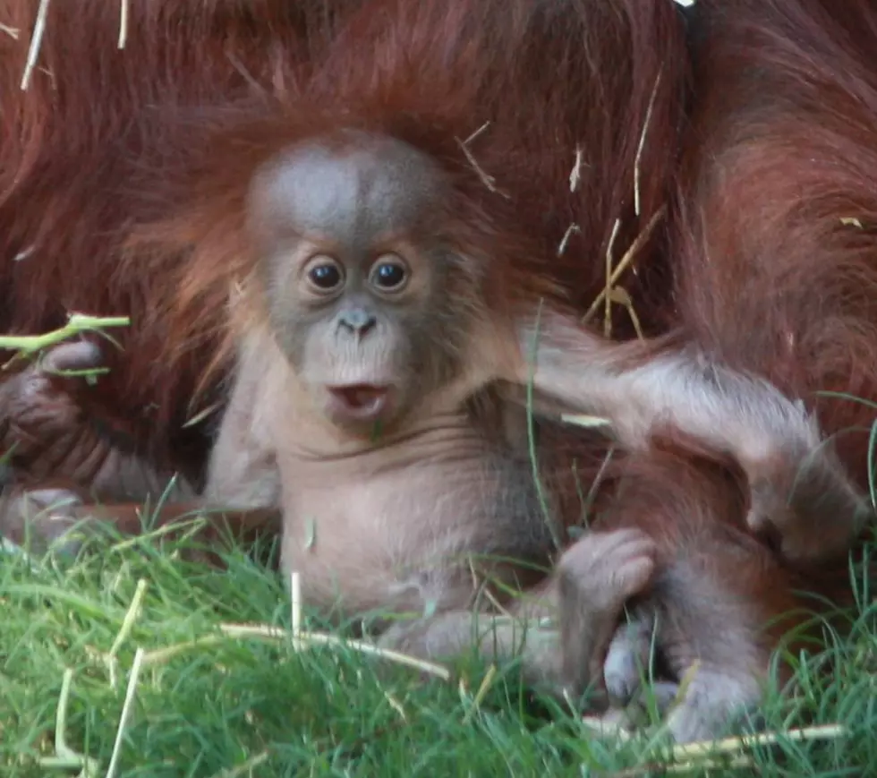 El Paso Zoo Baby Orangutan Turns One – See the Adorable Photos