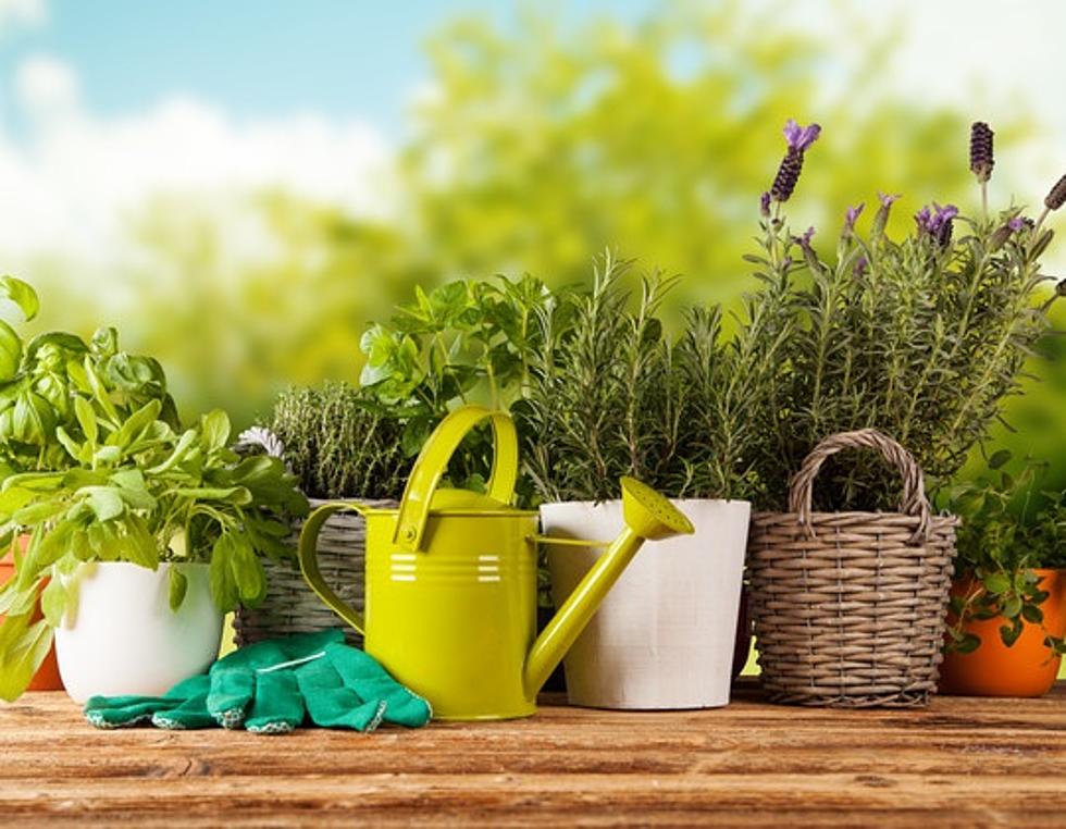 Find Out How To Container Garden And Grow Herbs With Free Workshops