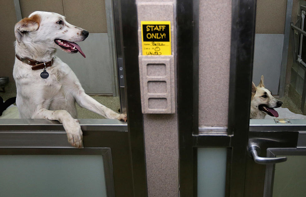 The Animal Services Shelter Breaks Adoption Record