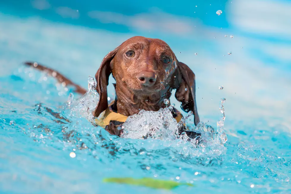 Who Let the Dogs In? Pooch Pool Party This Weekend at Nations Tobin Aquatic Center