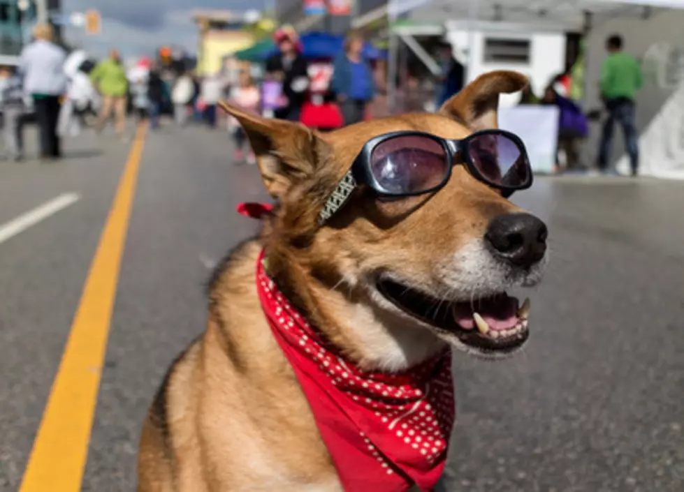 Annual Paw Pageant Taking Place This Weekend in Downtown El Paso
