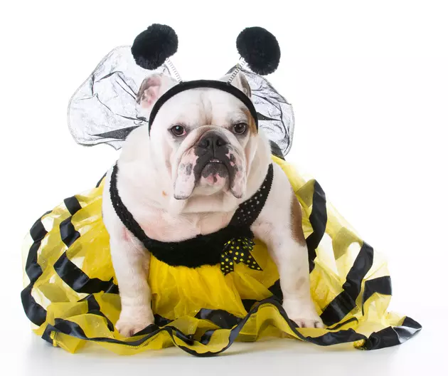Dogs in Halloween Costumes &#8211; Cute or Cruel?