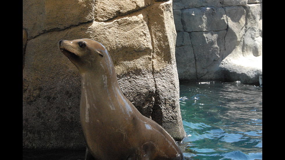 The El Paso Zoo Is Mourning The Death Of Sushi The Sea Lion