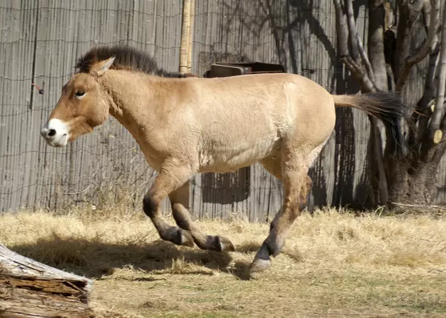 El Paso Zoo Receives Horse from Smithsonian&#8217;s National Zoo