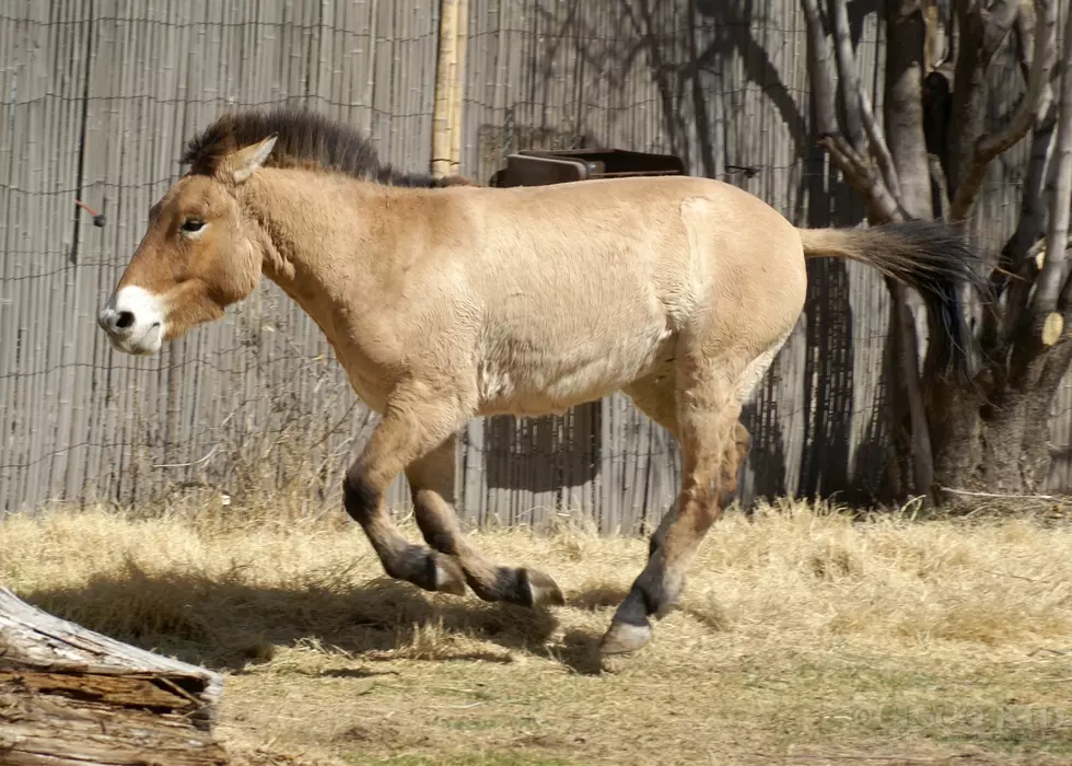 El Paso Zoo Receives Horse from Smithsonian’s National Zoo