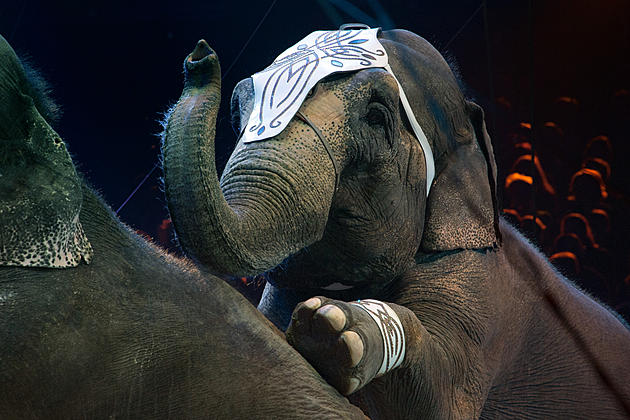 Shrine Circus Brings Animals, Acrobats and More to El Paso County Coliseum