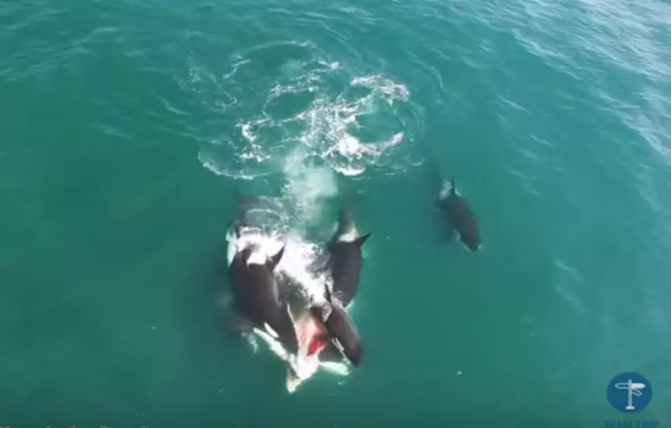 Dramatic Video Captured of Orcas Mauling a Whale