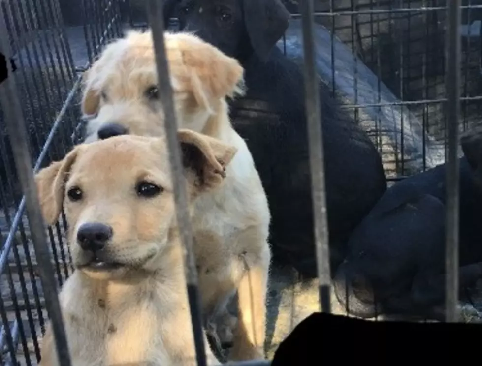 Puppies That Were Dumped In A Dell City Landfill Are Ready For Adoption
