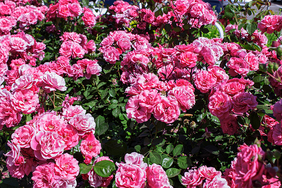 Get Tips And Tricks About Rose Bush Pruning From El Paso Master Gardeners