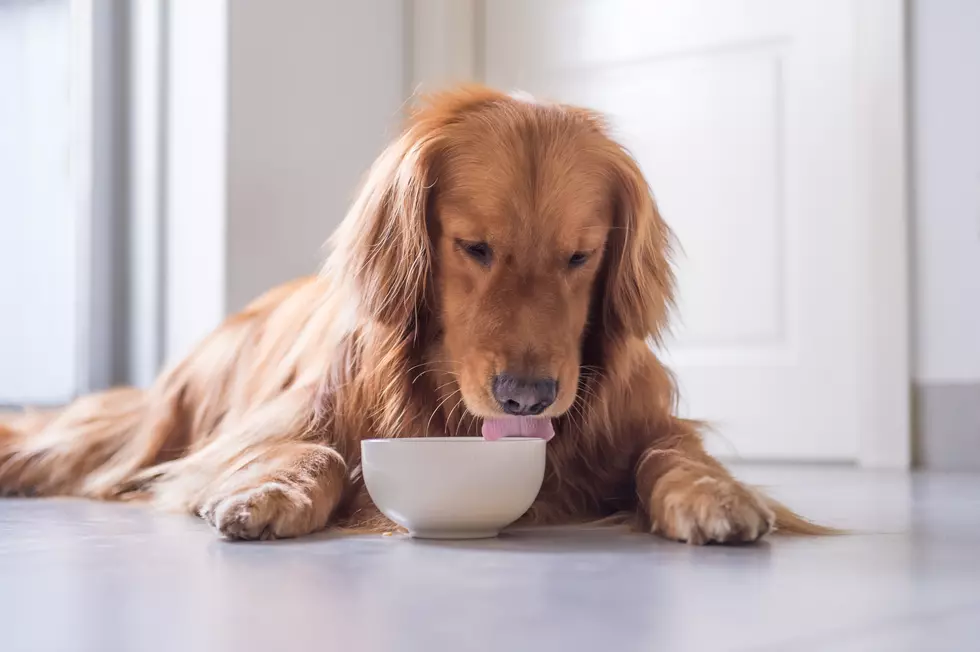 Dog Food Products Recalled Because of Euthanasia Drug