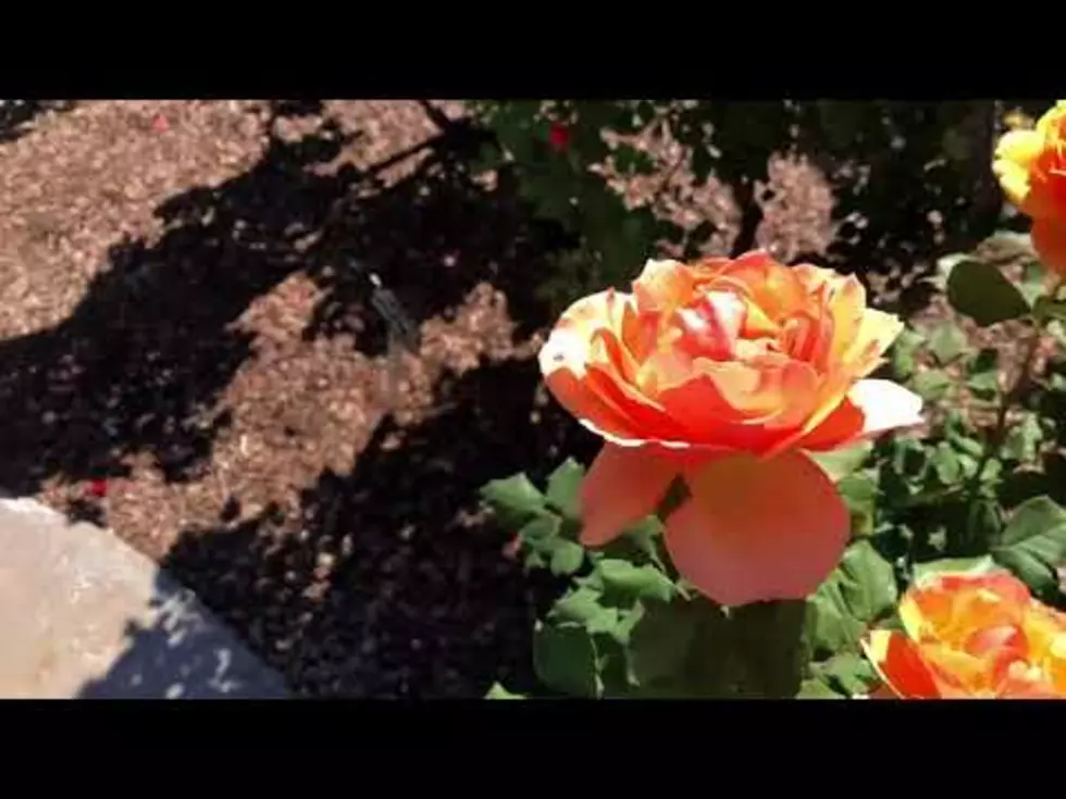 Tricia Takes A Tour Of The Municipal Rose Garden [VIDEO]