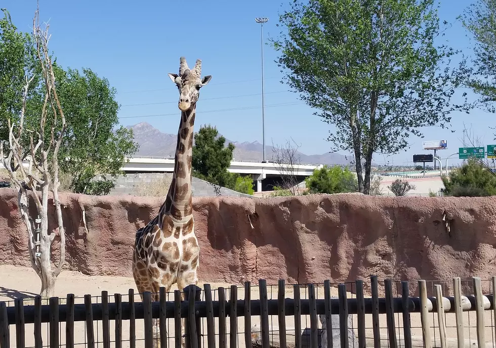 Get A Discount At The El Paso Zoo When The Temp Hits Triple Digit