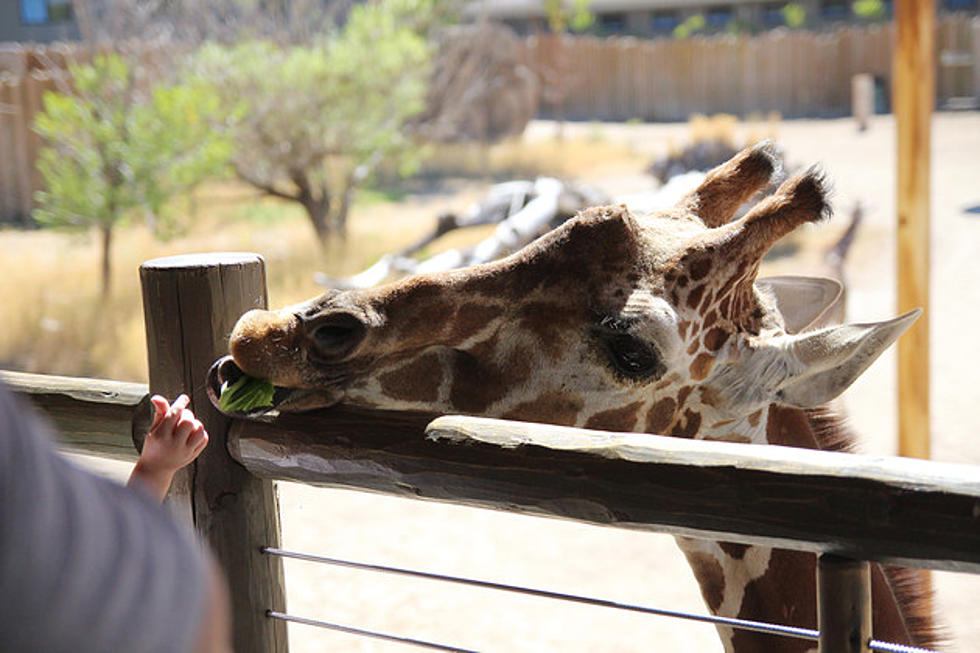 El Paso Zoo Announces Temporary Closure Of Giraffe Exhibit