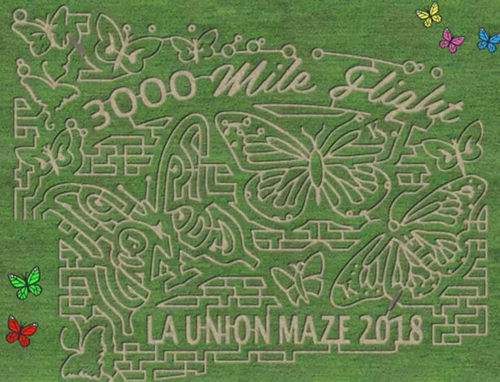 La Union Maze Fall Schedule - What To Know Before You Go