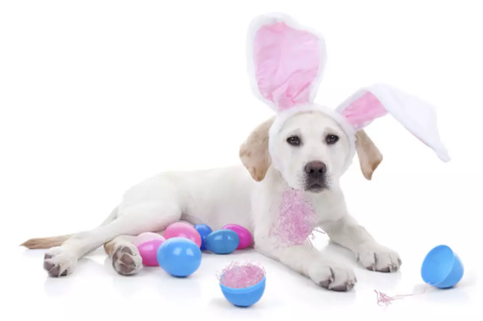 Take Your Doggo Or Kitty For Photos With The Easter Bunny