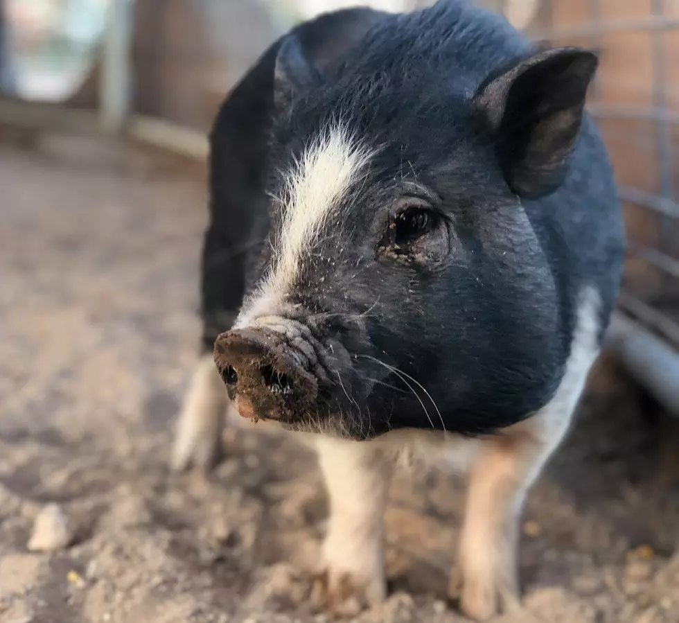 Meet Oreo the Pot-Belly Pig of Licon Dairy